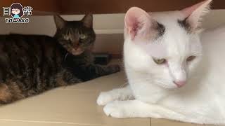 【中1とわ子/正月】世界史まずはヨーロッパ史を学びたい想いのとわ子です。 #明けましておめでとうございます #2023年もよろしくお願いします #ヨーロッパ史