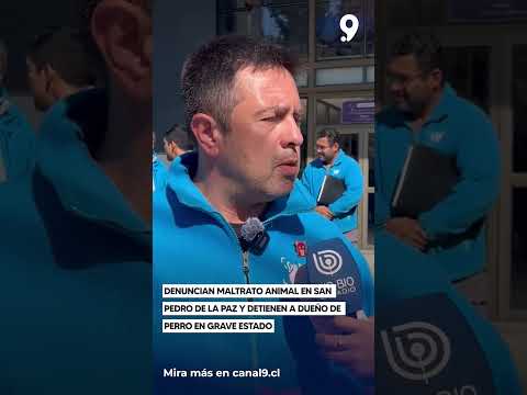 Denuncian maltrato animal en San Pedro de la Paz y detienen a dueño de perro en grave estado