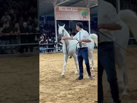 NAFIESA NAJEEBMAHDER AL JAMAL BY #NADER_AL_JAMAL & MF NASSERA BY #JD_CHALICE