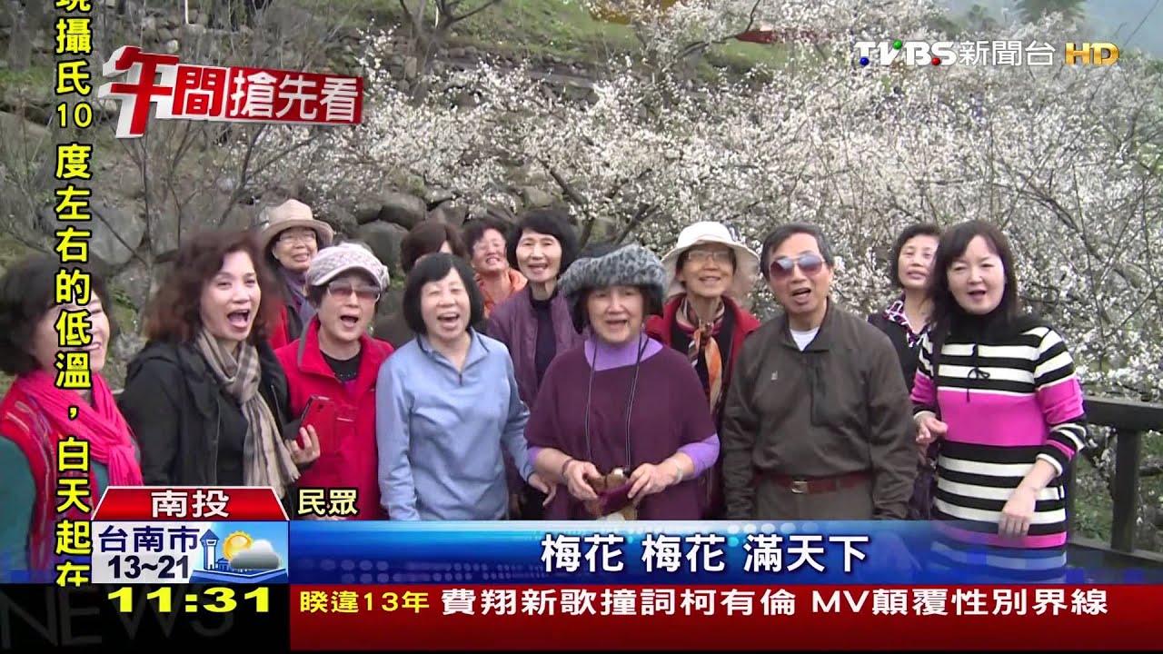 賞梅正對時!梅花開4成 山林如白雪覆蓋