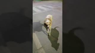 Fatty Dog | Fatty Street Dogs #shorts