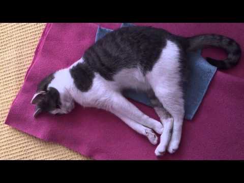 LUANA - FUNNY CATS LINA & LUANA