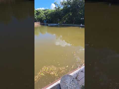 Represa do Parque Ambiental Gamelão do Mato Rico PR #shorts #parque #parque Gamelão #matorico