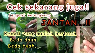 Download lagu jenis kelengkeng yang cepat berbuah || jenis kelengkeng dataran rendah mp3 Download lagu jenis kelengkeng yang cepat berbuah || jenis kelengkeng dataran rendah mp3