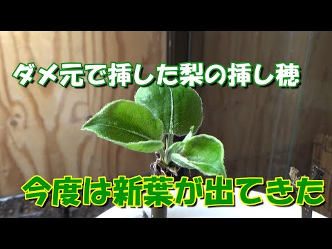 園芸 梨の木(ナシ)