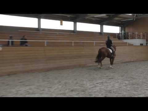 PVA Katalog-Nr. 1 - Verkaufsschau Wolfersdorf