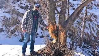 Keep Beavers Away from Trees – Outdoors with Trav
