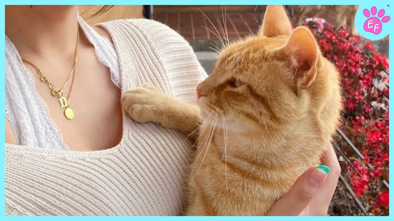 When Cats Become Your Best Friend: The Cutest Cat Moments Ever! ❤️ Cute Cat Videos