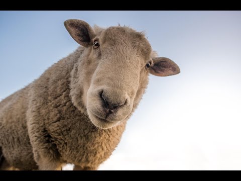 Domaće životinje: OVCA 🐑 Učimo bez crtanih filmova na srpskom jeziku (Realistični prikazi)