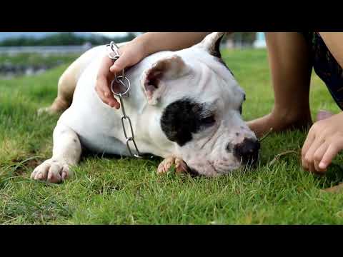 American Bully Size and Weight