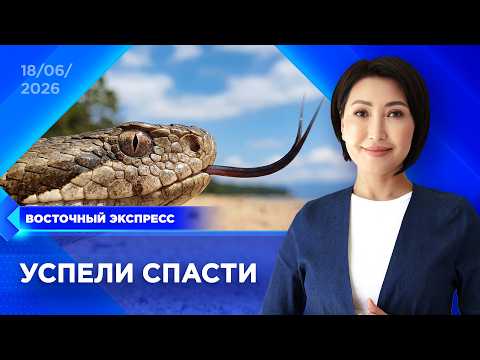 Ядoвитaя змeя укусила ребенка | «Восточный экспресс» | новости Улан-Удэ
