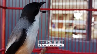Download lagu Gilaaa...!! CENDET MADURA super sadis, NGEKEK panjang layaknya Lovebird | cendet Madura super ngekek mp3 Download lagu Gilaaa...!! CENDET MADURA super sadis, NGEKEK panjang layaknya Lovebird | cendet Madura super ngekek mp3