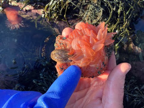 Northern Red Sea Anemone Rescue Mission, Pt. 3