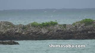 ベニアジサシ200羽到着(動画あり)