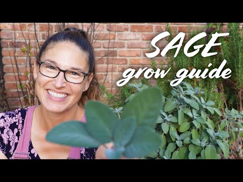 Sage Growing Guide: Plant, Care, Prune, Harvest, & Dry