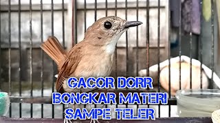 Download lagu Gacor Dorr Bongkar Materi Se Teler SRDC Ori Bali... mp3