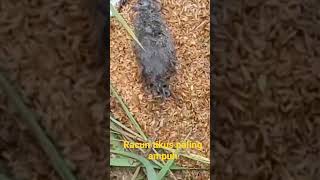 Download lagu Racun tikus paling ampuh mp3 Download lagu Racun tikus paling ampuh mp3