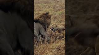 Big male lion attacks & fights his adolescent sons to evict them from "his" territory