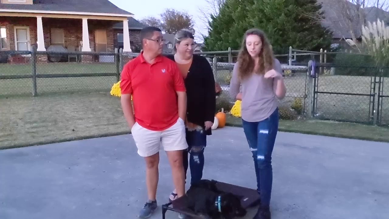 Tip Top K9 Reviews | Tulsa Obedience Training | Tip Top K9 | Minka