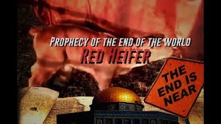 Video: Red Heifer born in Israel. End time prophecies coming true