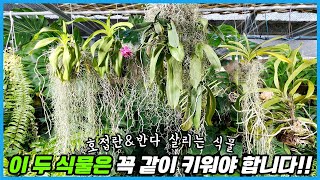 식물 살리는 이 식물 꼭 키워보세요!! 공기정화는 덤!!