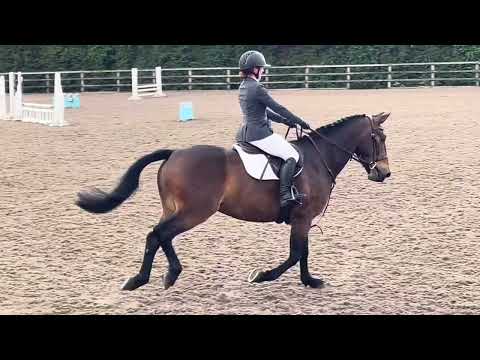 Lot 357 Goresbridge Horse Sales - Image 2
