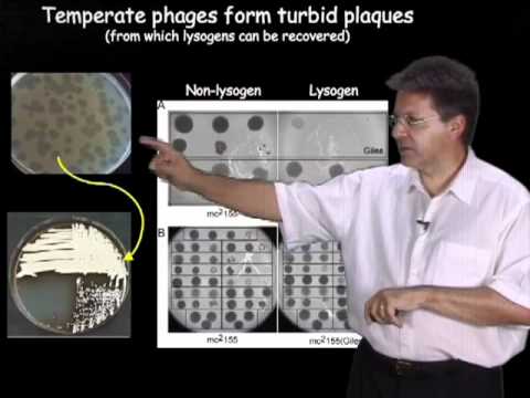 Graham Hatfull (University of Pittsburgh/HHMI) Part 1: Bacteriophages: What are they?