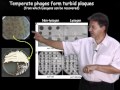 Graham Hatfull University Of Pittsburgh HHMI Part 1 Bacteriophages What Are They