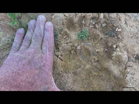 How to hunt and track the black bear