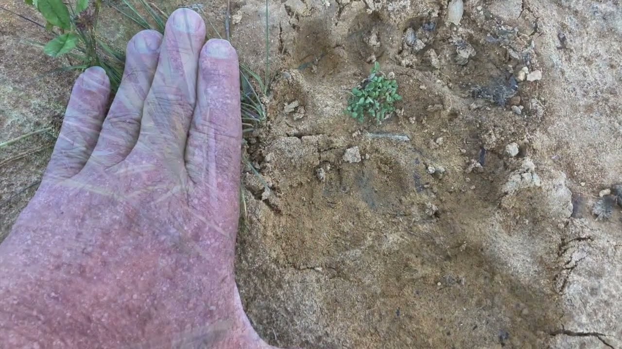 How to hunt and track the black bear