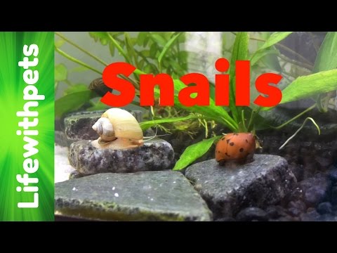 FAQ on Snails Part 1