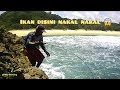 Ultralight Fishing - Nakalnya ikan predator di pantai malang selatan bukan mancing mania #vlog3