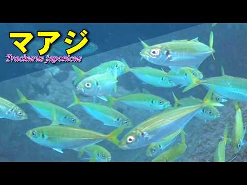 岸近くを泳ぐキアジタイプのマアジ