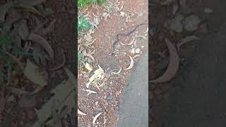 preview picture of video 'Snake on road in Kanakumbi'