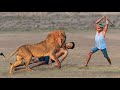 Lion Attack Man in Forest | Lion Attack Hunter | Lion Attack Stories