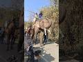Amazing Elephant Sound
