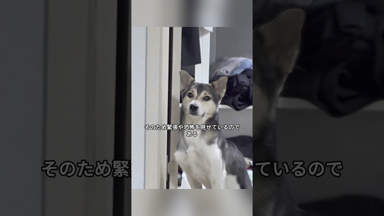 犬は決してリビングに入ろうとせず、その異様な行動に飼い主は恐怖を覚える。犬は本当に普通ではないものが見えているのか？#shorts