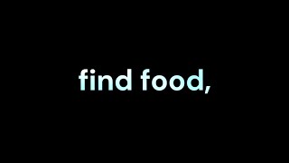 find food,
