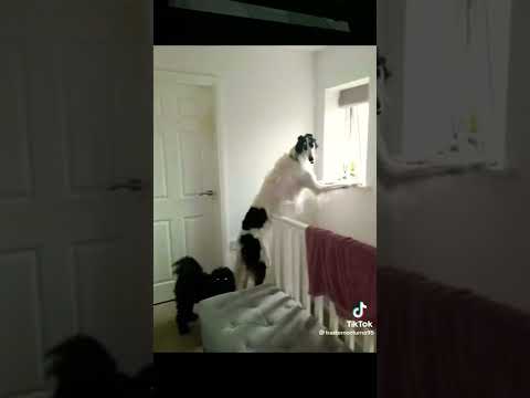 #sirenheadchnnelanfan the strange phenomenon of animals acting like humans