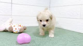 ハーフ犬の動画01