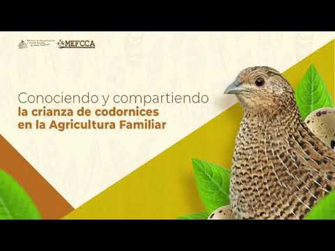 , title : 'Conociendo y Compartiendo la Crianza de Codornices en la Agricultura  Familiar.'