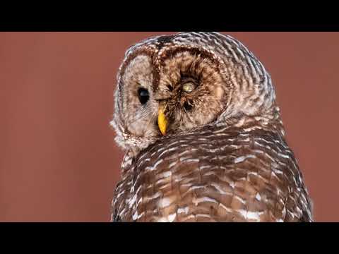 Barred Owl
