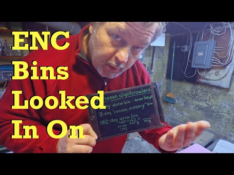 Oldest (182-day) & youngest (1-week) ENC worm bins checked - vermicompost