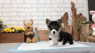 Video preview image #1 Pembroke Welsh Corgi Puppy For Sale in SEATTLE, WA, USA