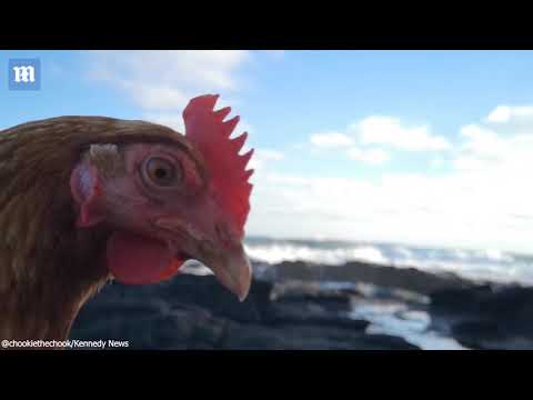 Woman takes her rescue chicken for a walk on the beach