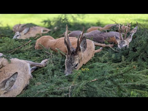 Abnormer Rehbock erlegt! - Videotagebuch Bockjagd Folge 5