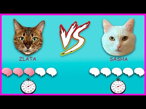 My cat FAILED the IQ test! Cats vs Logic toys