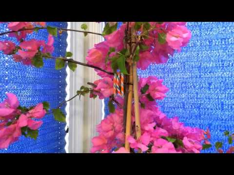 , title : 'Indoor Tropical Plants: Overwintering The Bougainvillea. Phalaenopsis and Oncidium Sharry Baby'