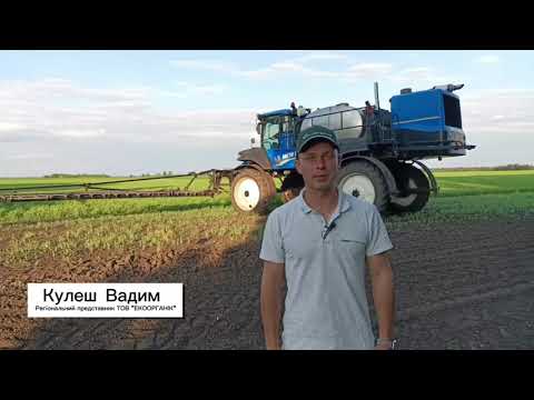 Позакореневе підживлення гороху, які добрива обрати?