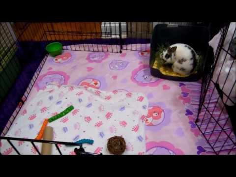 What to do if your bunny has head tilt!